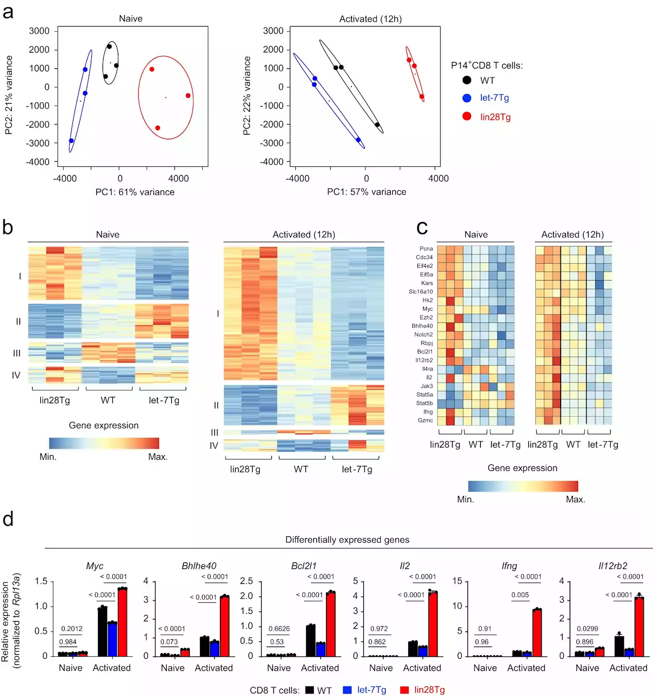 Researchers show how a small strand of RNA is key to fighting cancer