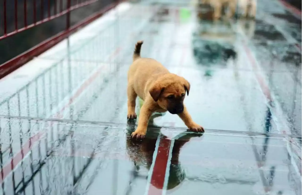 Guards step in after dogs get VERY scared on glass suspension bridge