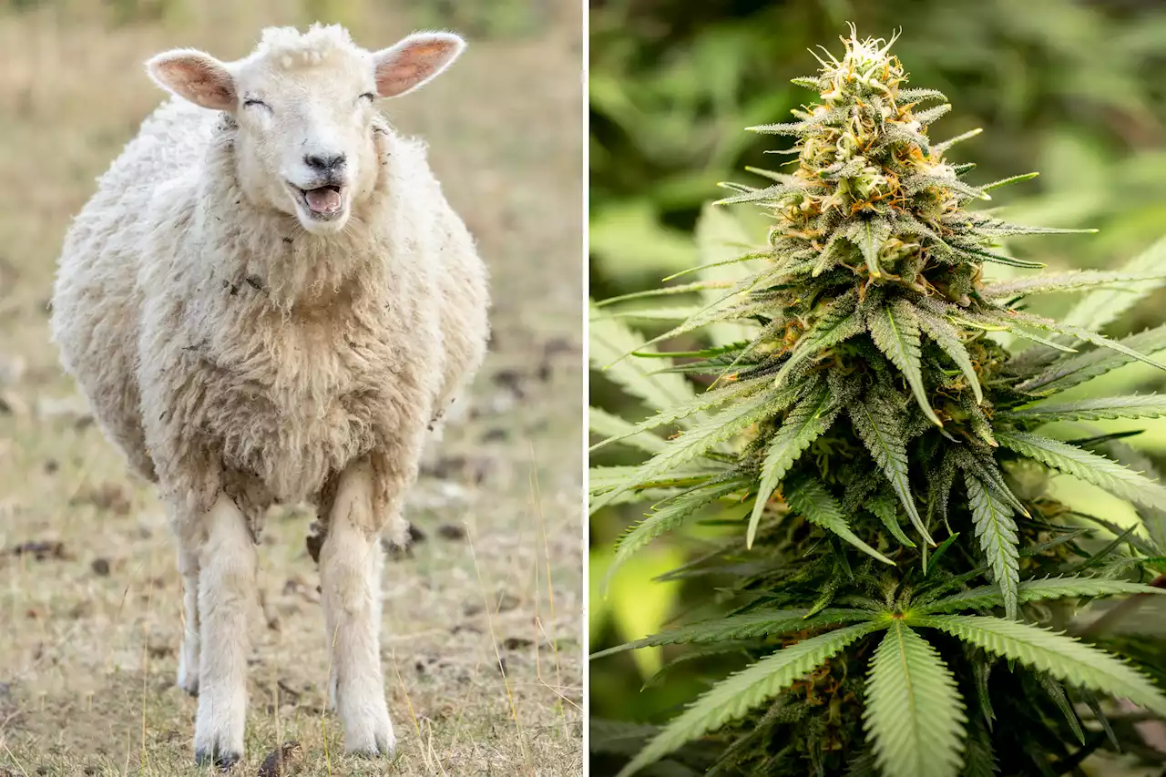 Sheep binge on 600 pounds of pot: ‘They found green stuff to eat’