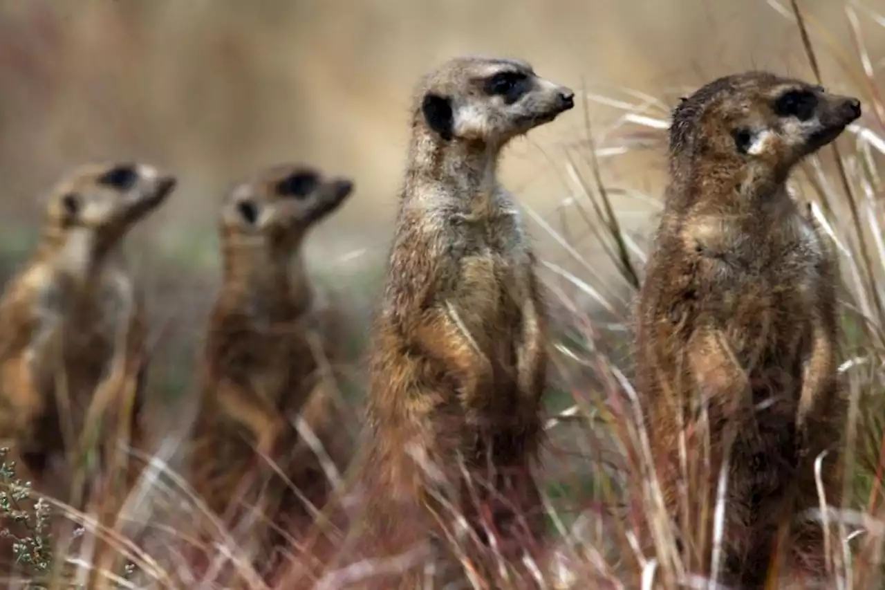 Researchers investigating whether meerkats pick up on human emotions