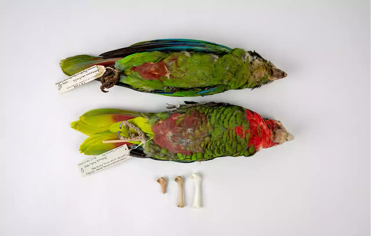 Caribbean parrots thought to be endemic are actually relicts of millennial-scale extinction