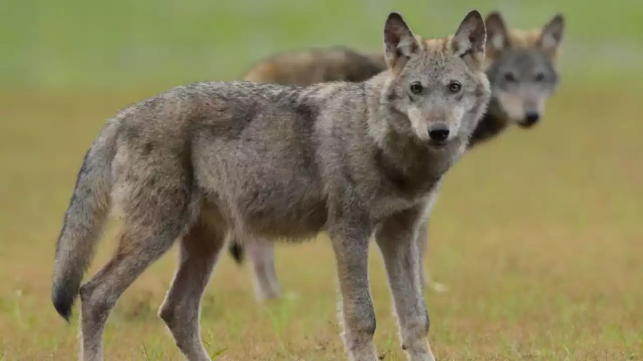 Hannover erteilt Ausnahmegenehmigung zur Wolfsentnahme