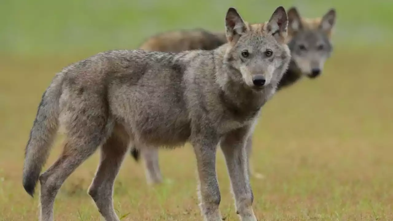 Wolfsentnahme: Region Hannover erteilt Ausnahmegenehmigung