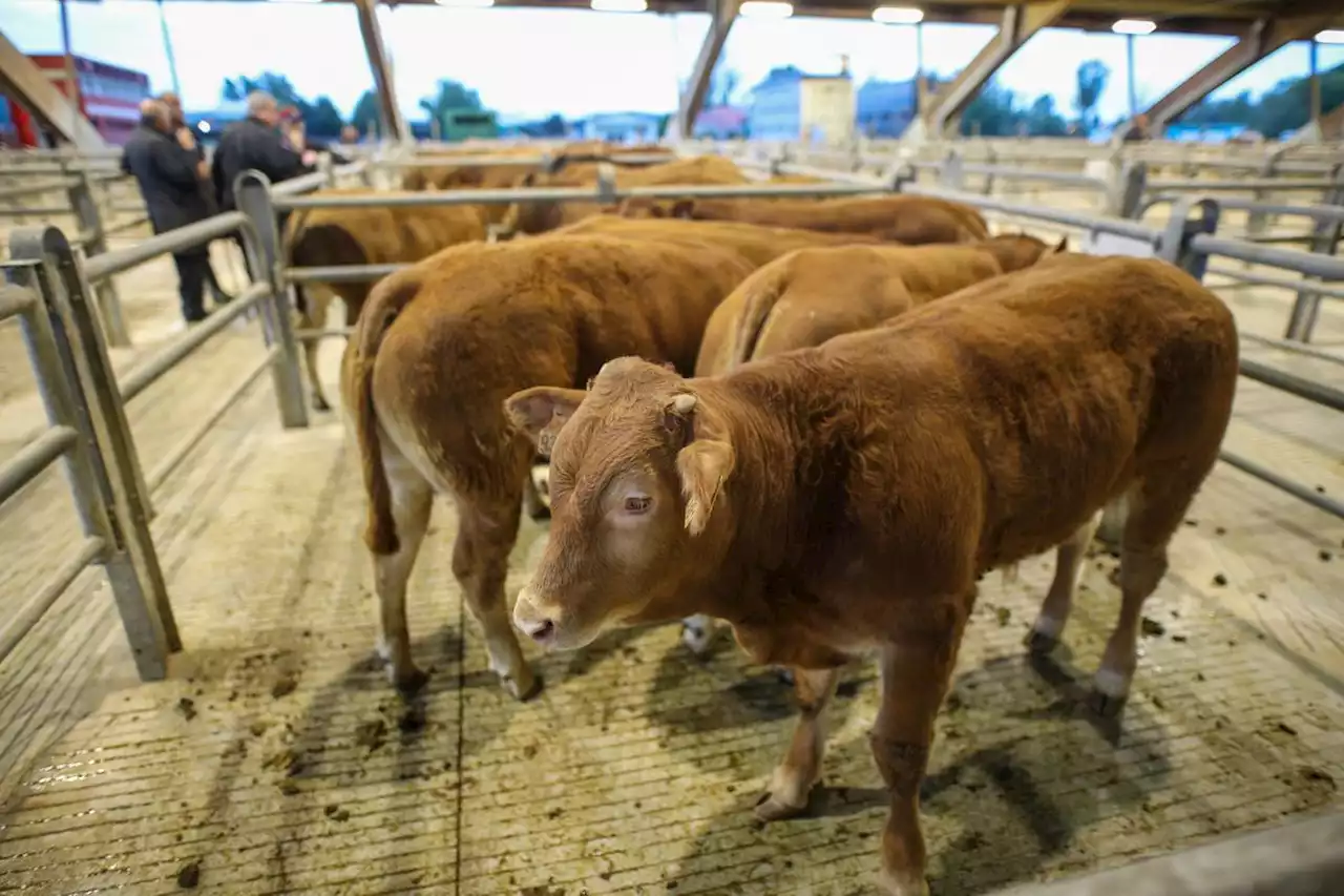 Agen : le marché aux bestiaux va pâtir indirectement de l’hémorragie épizootique