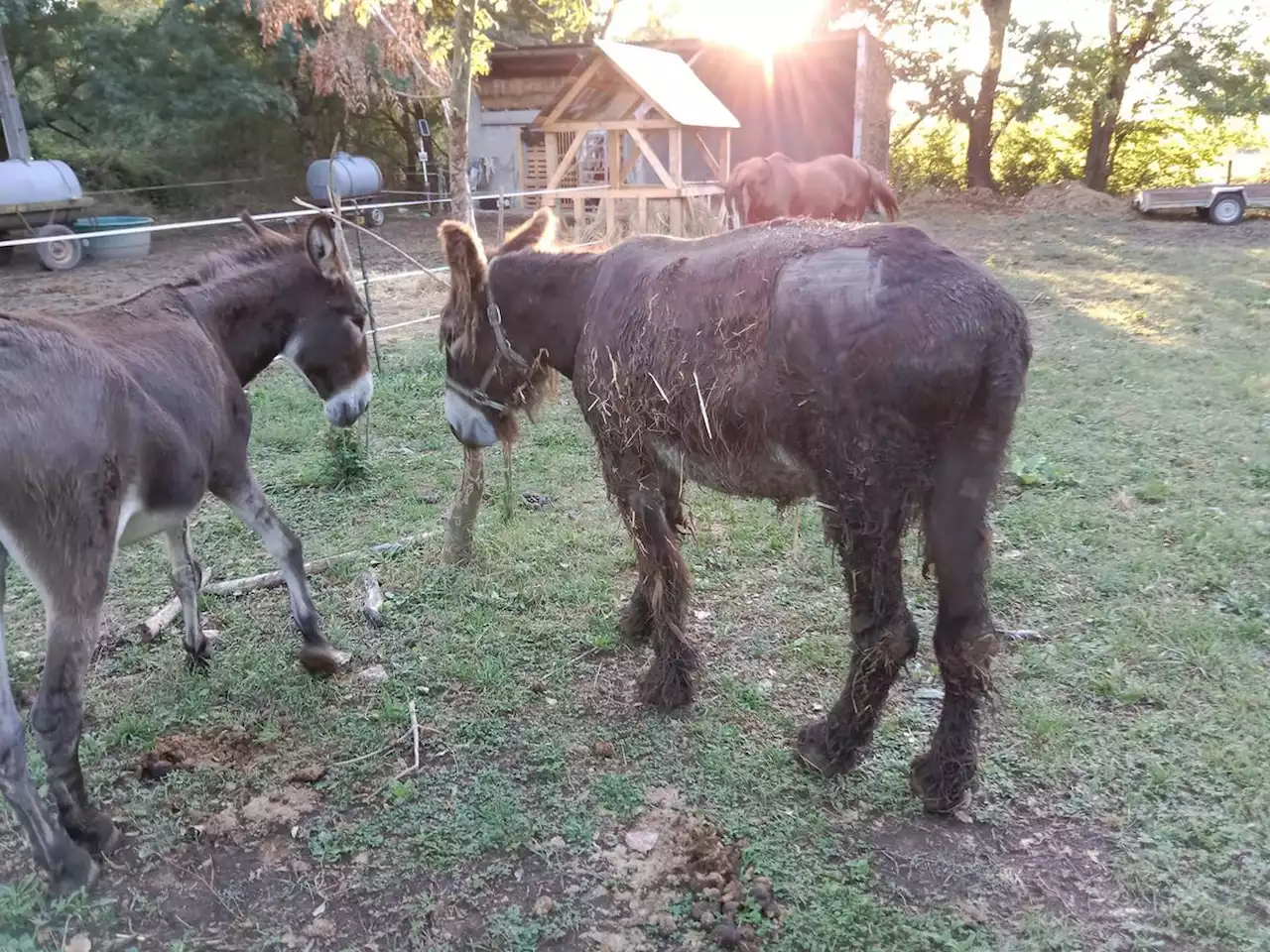 Charente-Maritime : un baudet du Poitou blessé par une salve de plombs