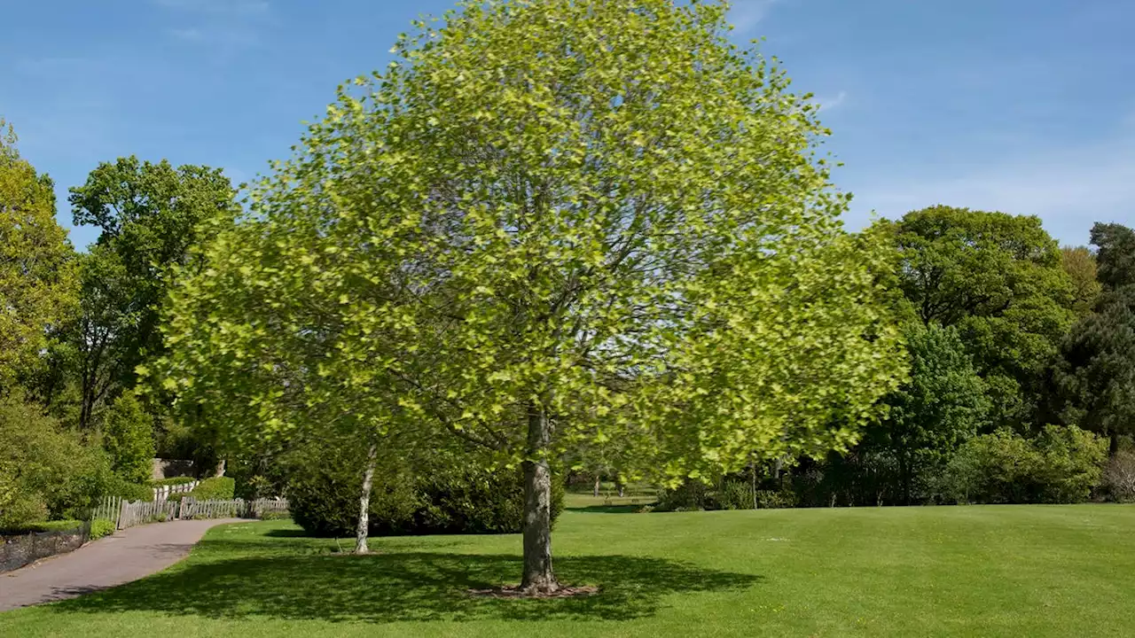 Wildly Flailing Tree Clearly Exaggerating Reaction To Breeze