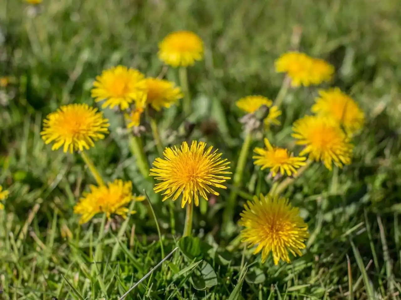 Letters: There's an easy solution to Saskatoon's growing weed problem