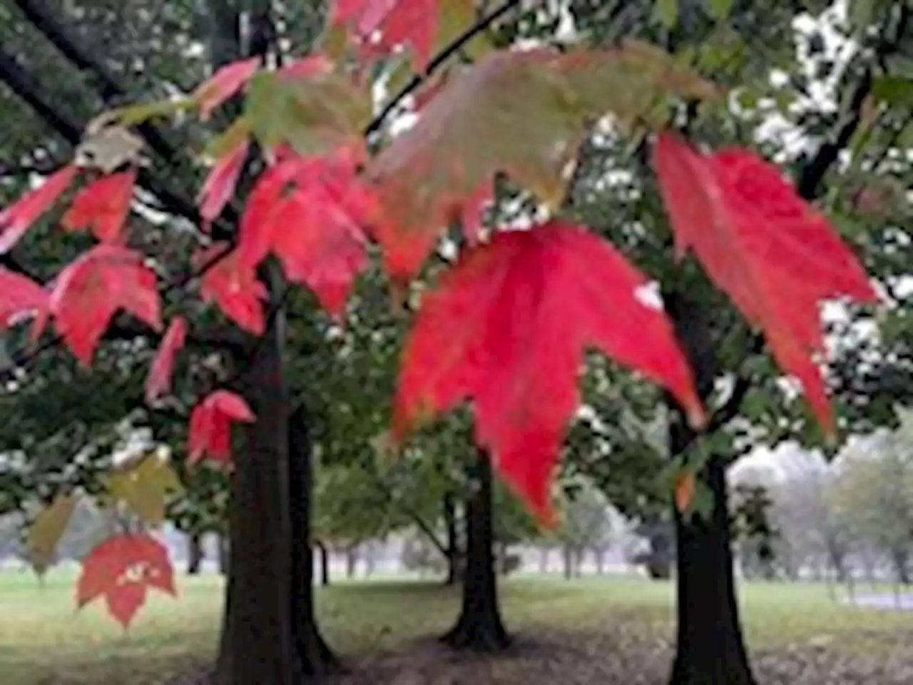 D.C.-area forecast: Lots of gray this week and cooler than normal