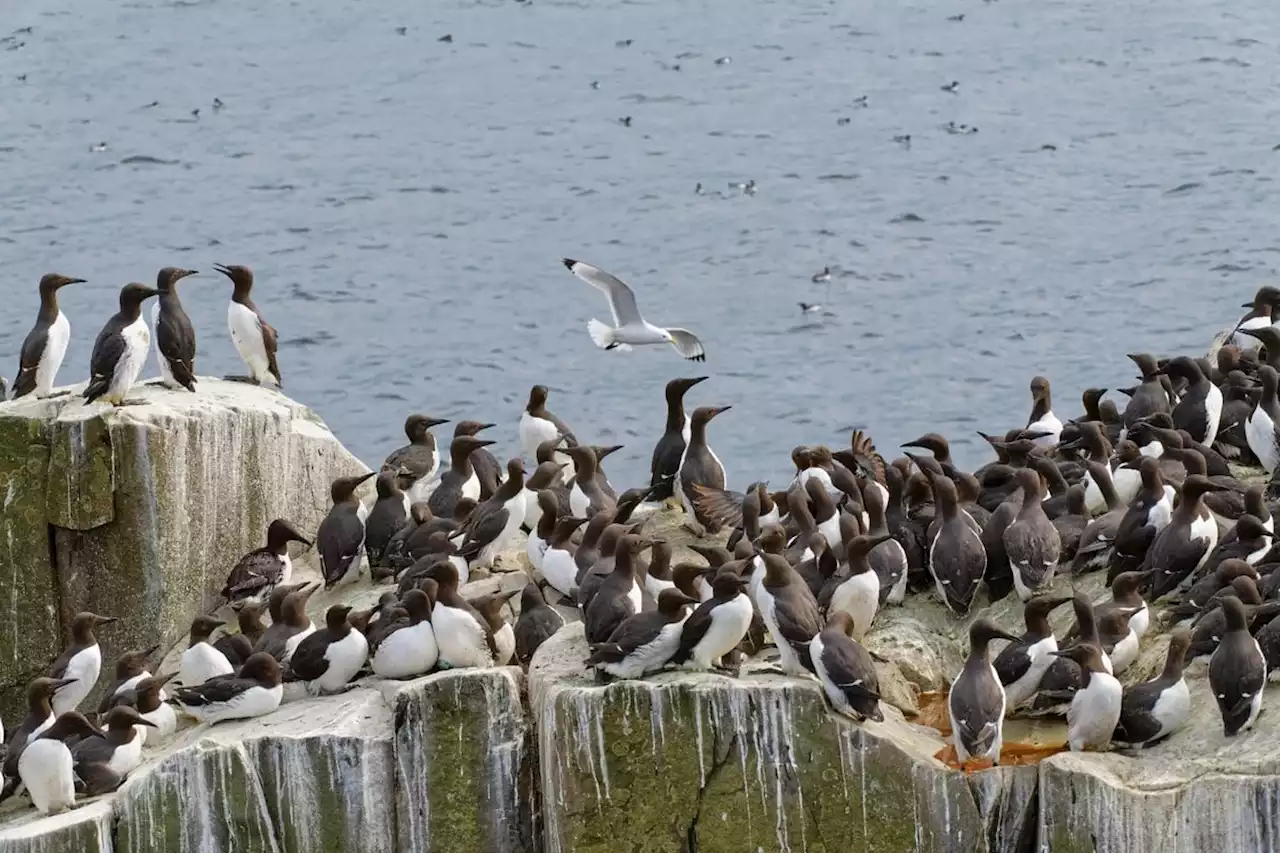 Guillemots among birds 'devastated' by outbreak of bird flu, Yorkshire study reveals