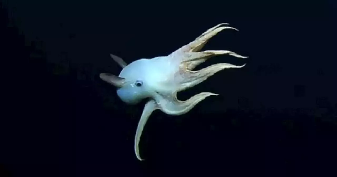 Rare video captures dumbo octopus using ears to travel the deep sea ...