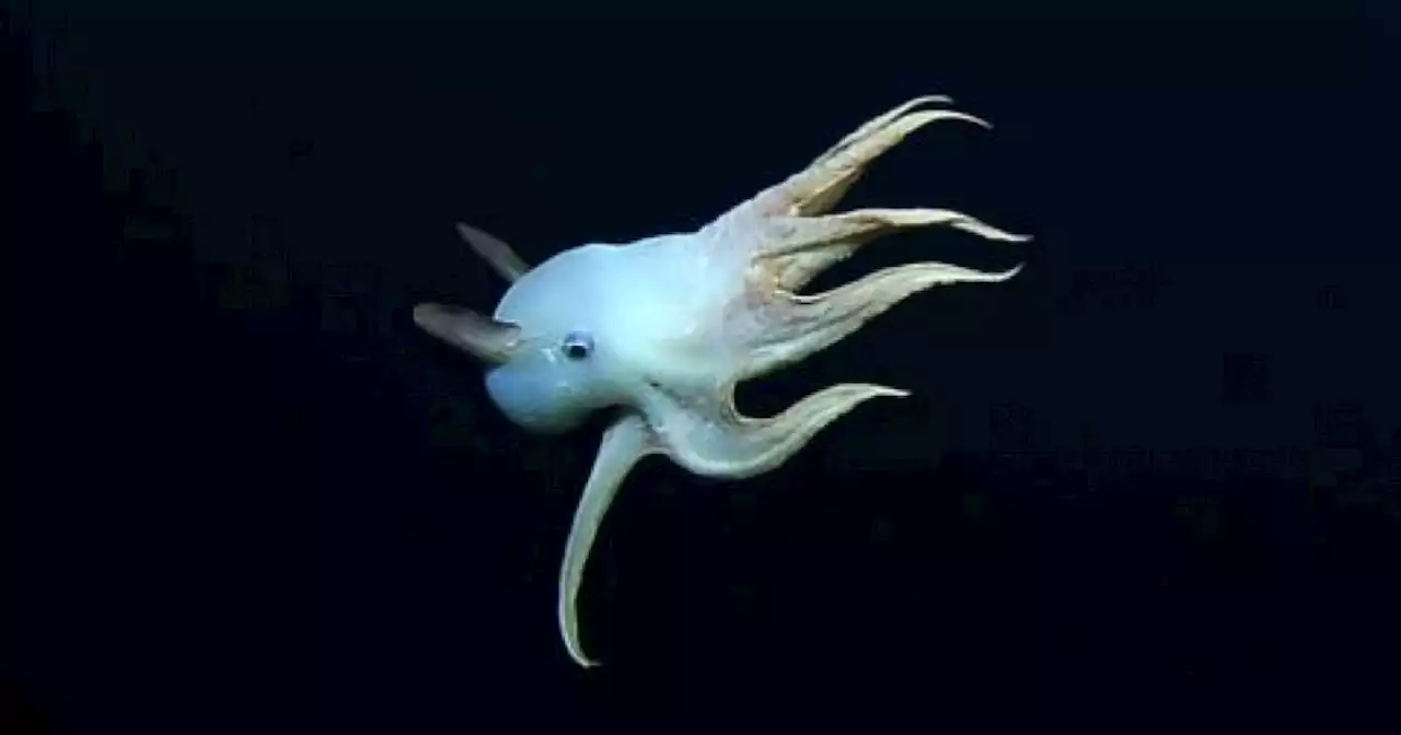 Rare video captures dumbo octopus using ears to travel the deep sea