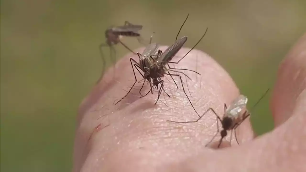 Colorado has most West Nile virus cases since 2007 and the most in U.S.