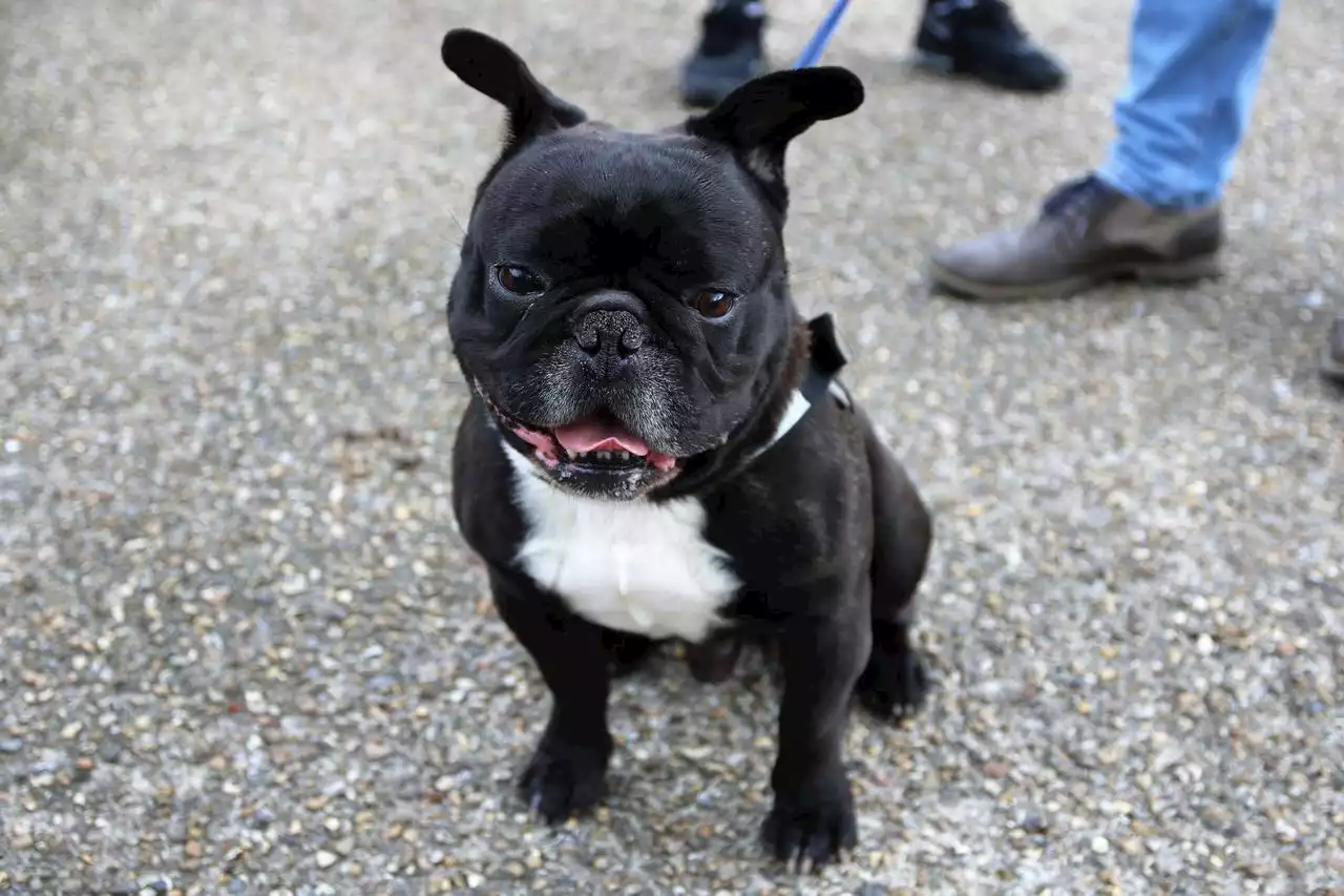 Les pets d’un chien font vivre un enfer à un couple dans un avion
