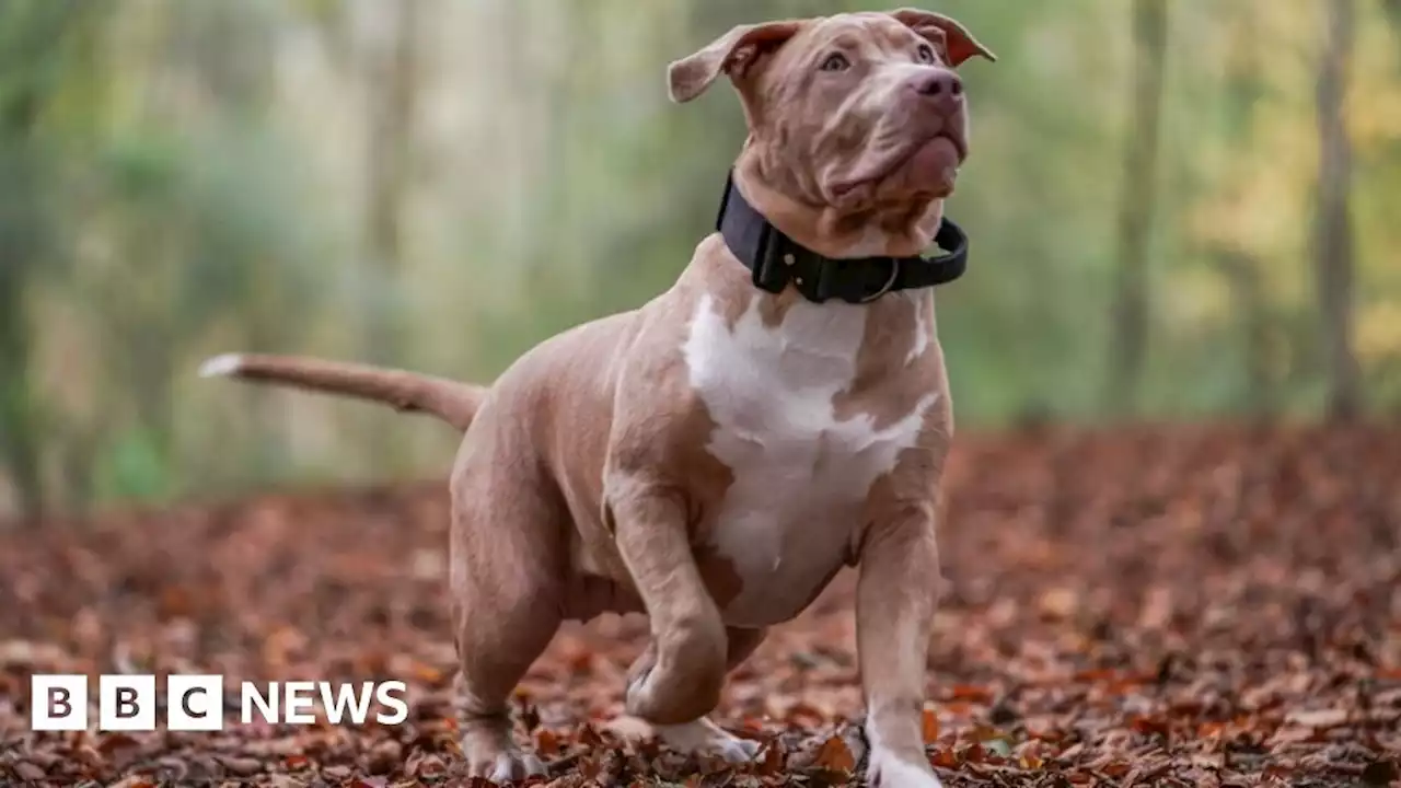 American Bully XL attacks: Police boss doesn't agree owners are the issue