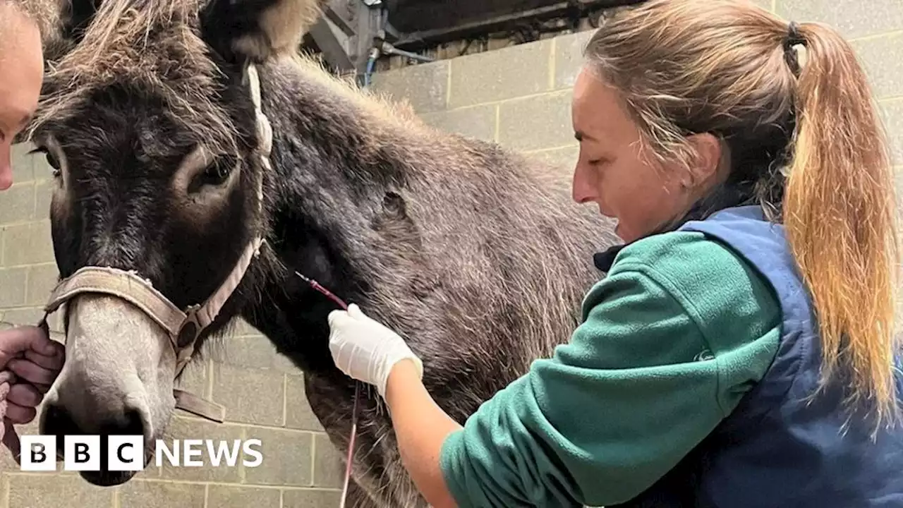 Isle of Wight: Donkey back after life-saving blood transfusions