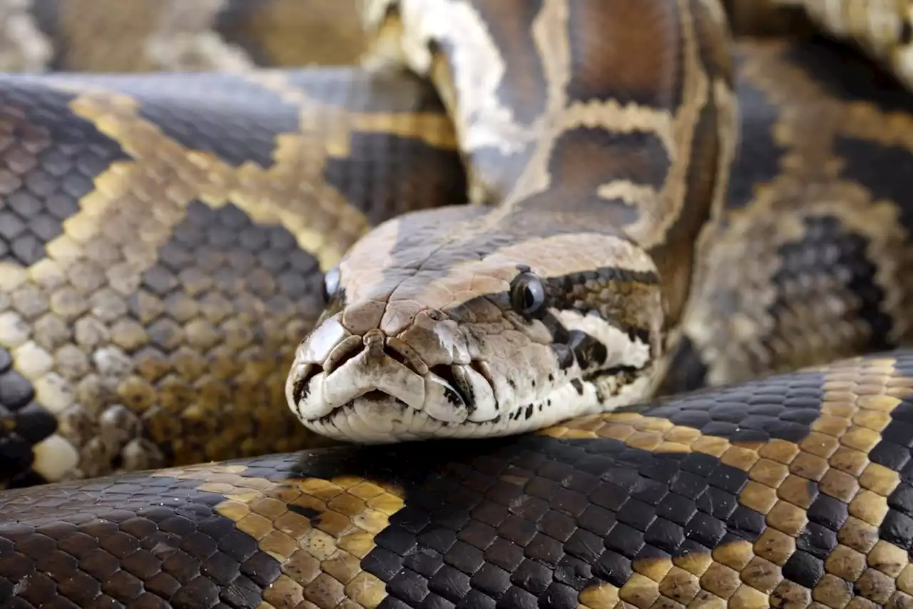 Giant Python Snakes Are Being Found in People’s Car Engines: How to Stay Safe