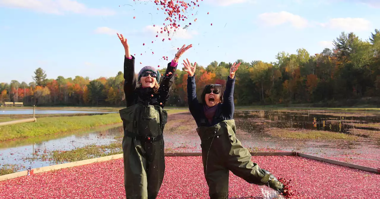 You can plunge into a sea of cranberries this fall in Ontario