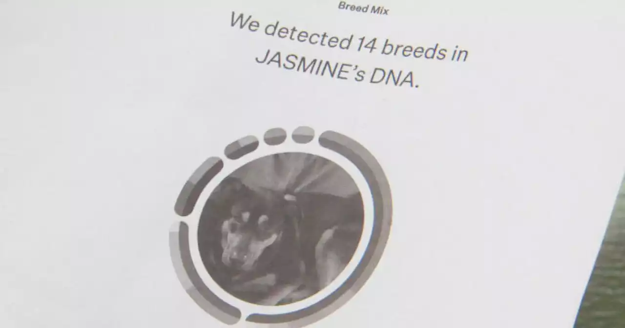 I-Team: How accurate are pet DNA tests? We sent one lab a swab from a human