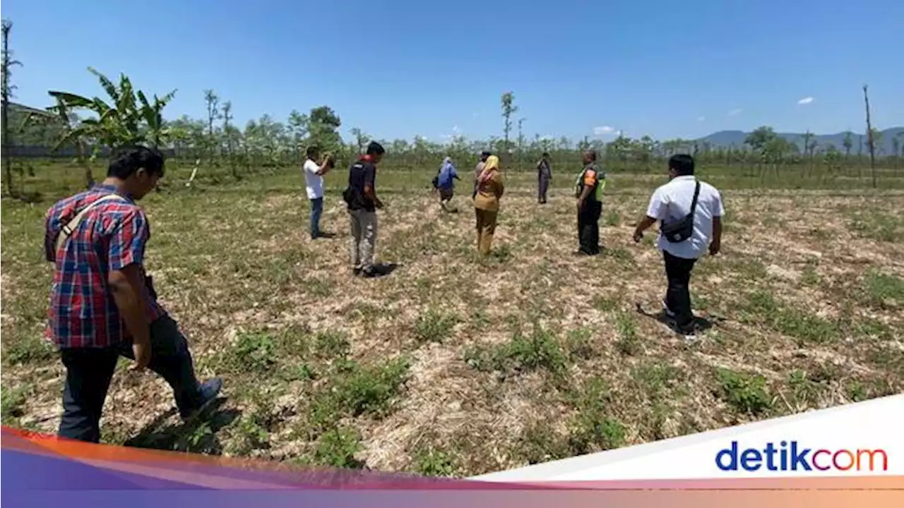 Bocah 7 Tahun Tewas Diserang 2 Anjing Liar di Lombok Tengah