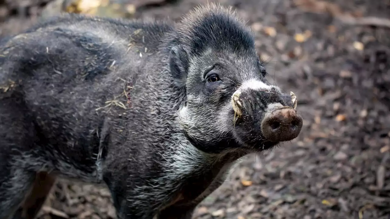 Viruses Found in Zoo Poo Might Help Fight Off Bacterial Superbugs, Scientists Say