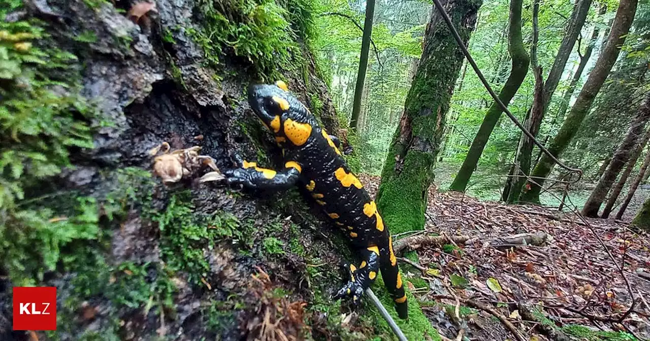 Biodiversität im Wald: Dieses Programm will Österreichs Wälder vernetzen