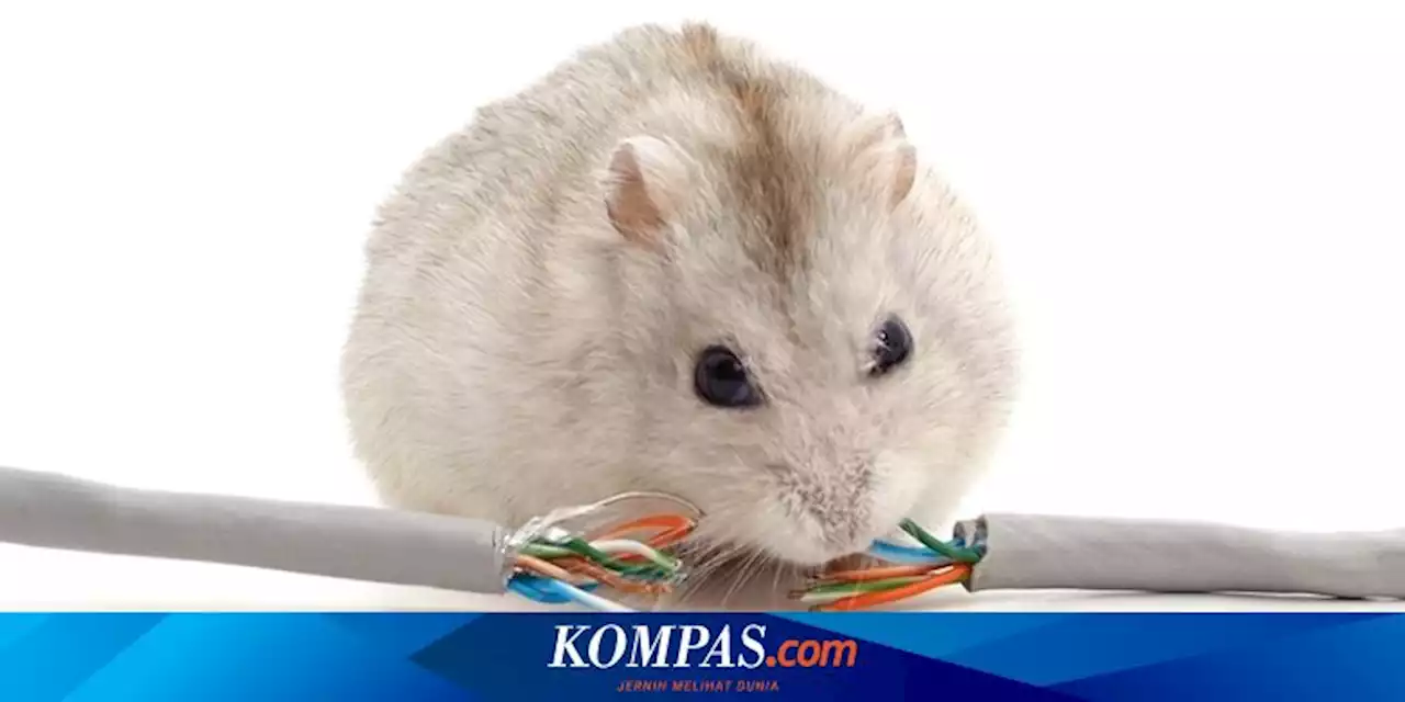 4 Cara agar Kabel di Rumah Tidak Dimakan Tikus