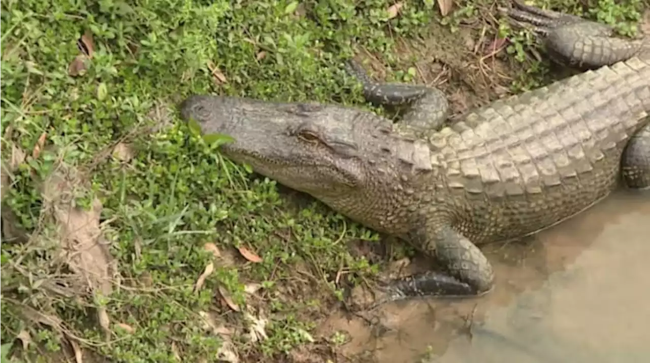 13-foot alligator spotted with human remains in its mouth in Florida canal