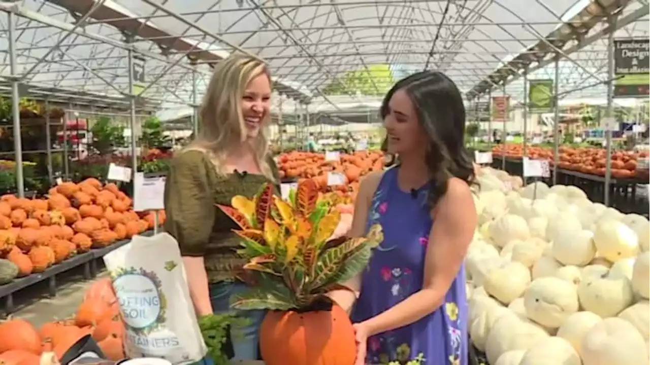 From flowers, to plants and pumpkins, how to brighten up your fall home décor