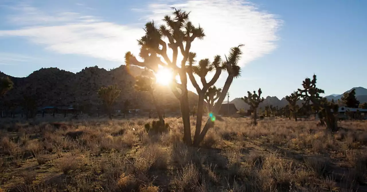 Southern California Could Get A New National Monument Near Joshua Tree