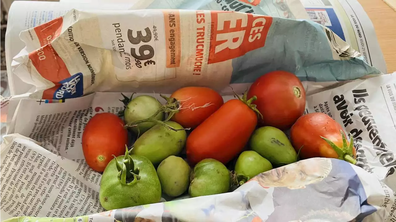 Jardinage : faire mûrir les dernières tomates du potager au début de l’automne