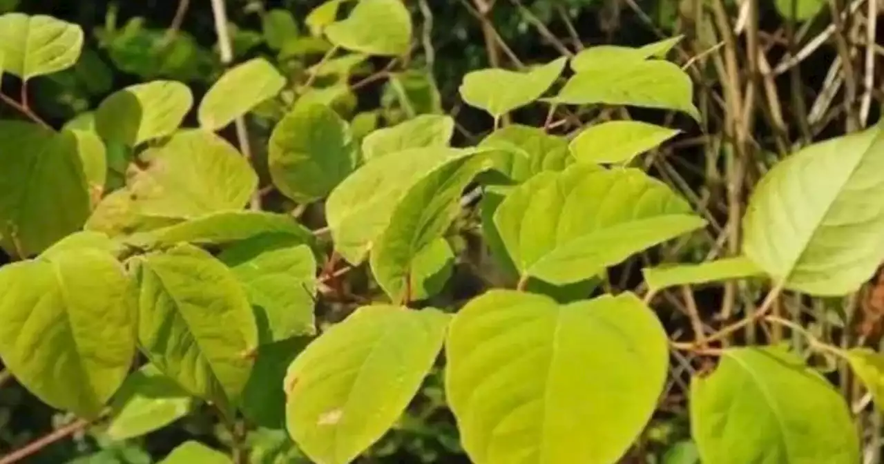 Lancashire's Japanese Knotweed hotspots named as homeowners warned