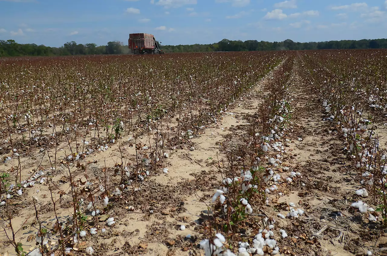 'Hot, hot, hot': Historic heat and drought taking toll on state's agriculture