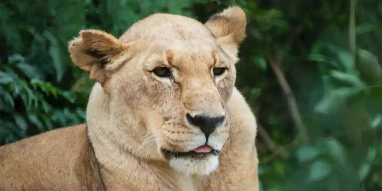 Älteste Löwin im Zoo Basel im Alter von 21 Jahren gestorben