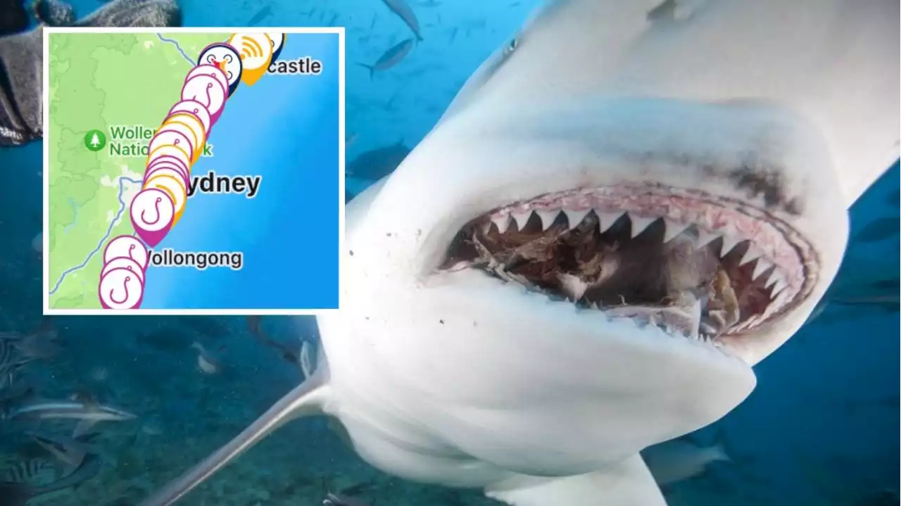 Huge mistake in Aussie shark protocol