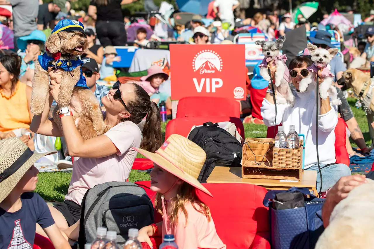 Hundreds of dogs set Guinness World Record — for attending a movie screening