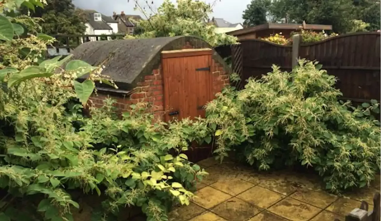 Japanese Knotweed Hotspots In Hertfordshire Revealed