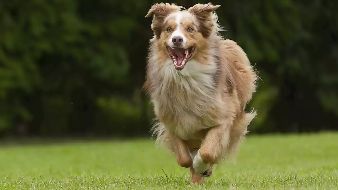 Beißattacke auf Schulklasse: Hund verletzt zwei Schüler in OÖ