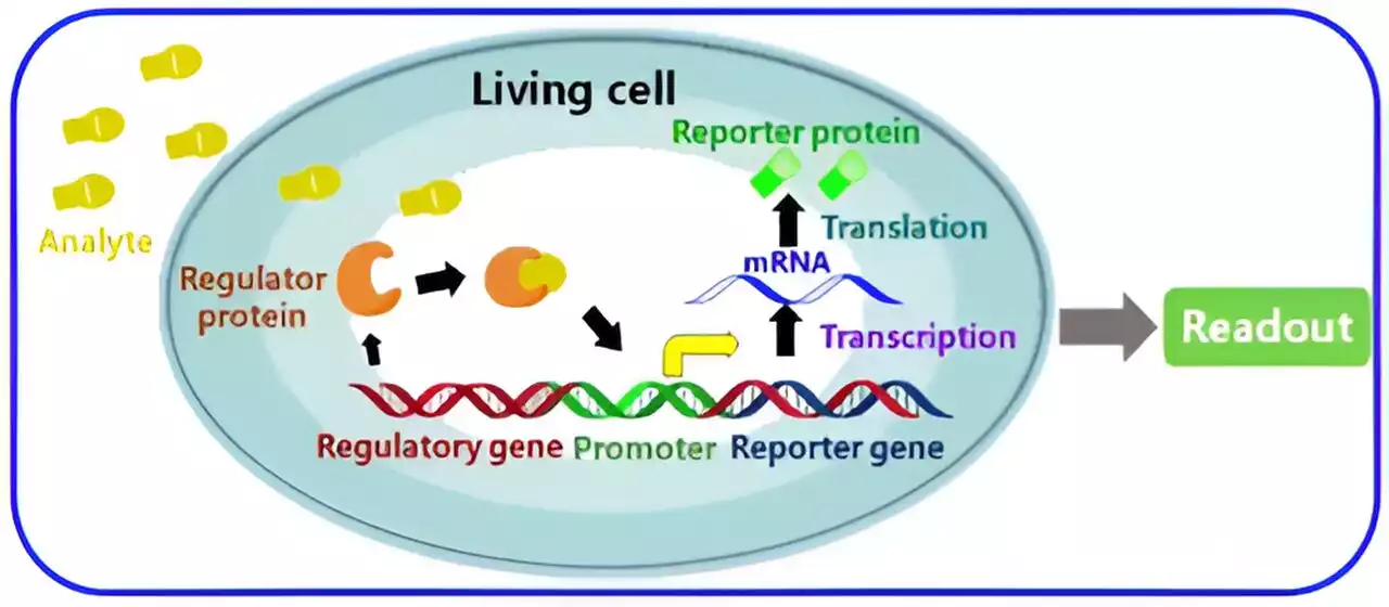 Bacterial biosensors: The future of analyte detection