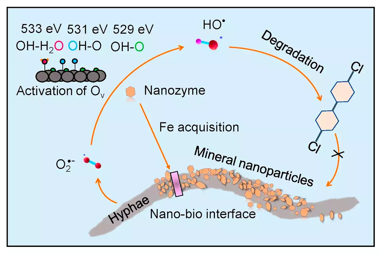 Mineral nanoparticles could potentially act as nanozyme mimics, assisting fungi in breaking down organic pollutants