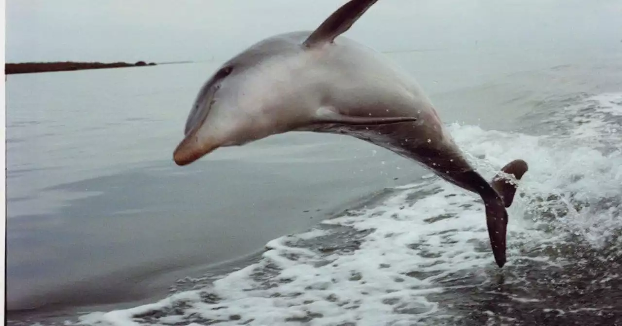 How a Troubled Woman and a Wild Dolphin Healed One Another