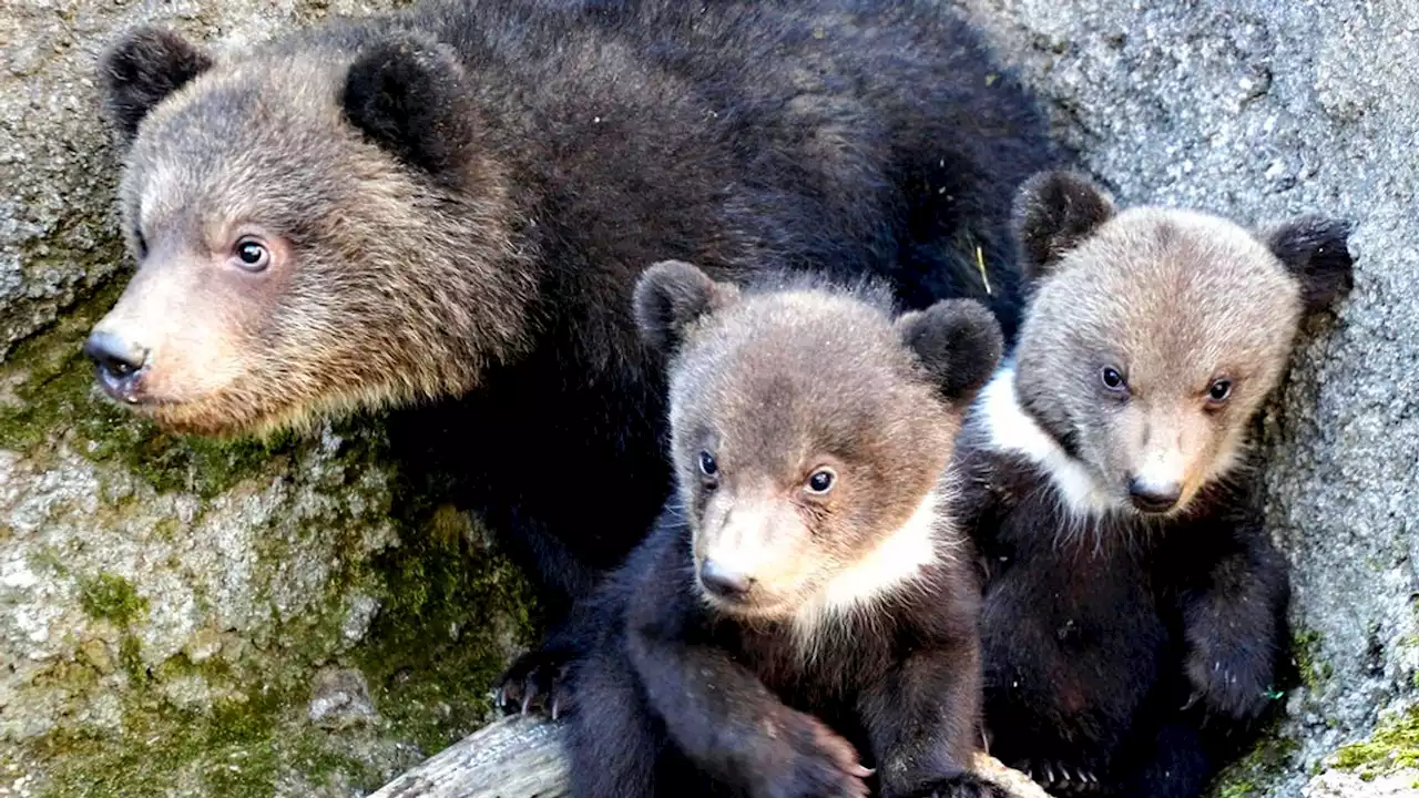 Brown bear cubs starving to death in Japan due to salmon shortage