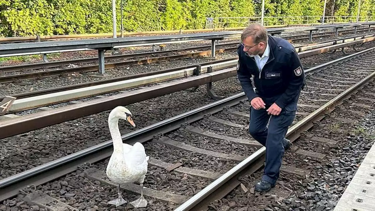 Schwan legt Hamburger U-Bahnlinie lahm: Schwanenvater rettet