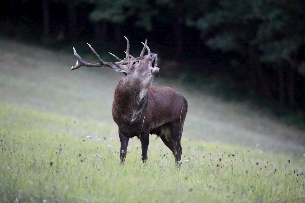 Charente-Maritime : une soirée pour découvrir le brame du cerf en sécurité