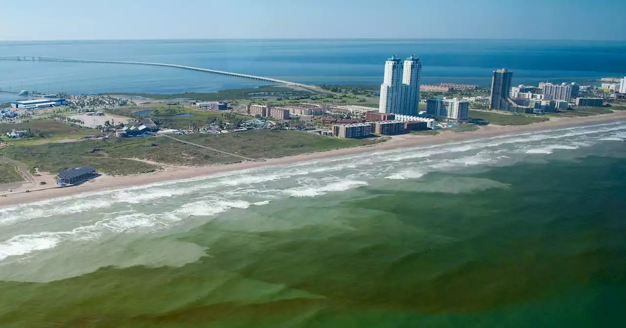 Toxic red tide algae, last seen in 2018, returns to Texas coast