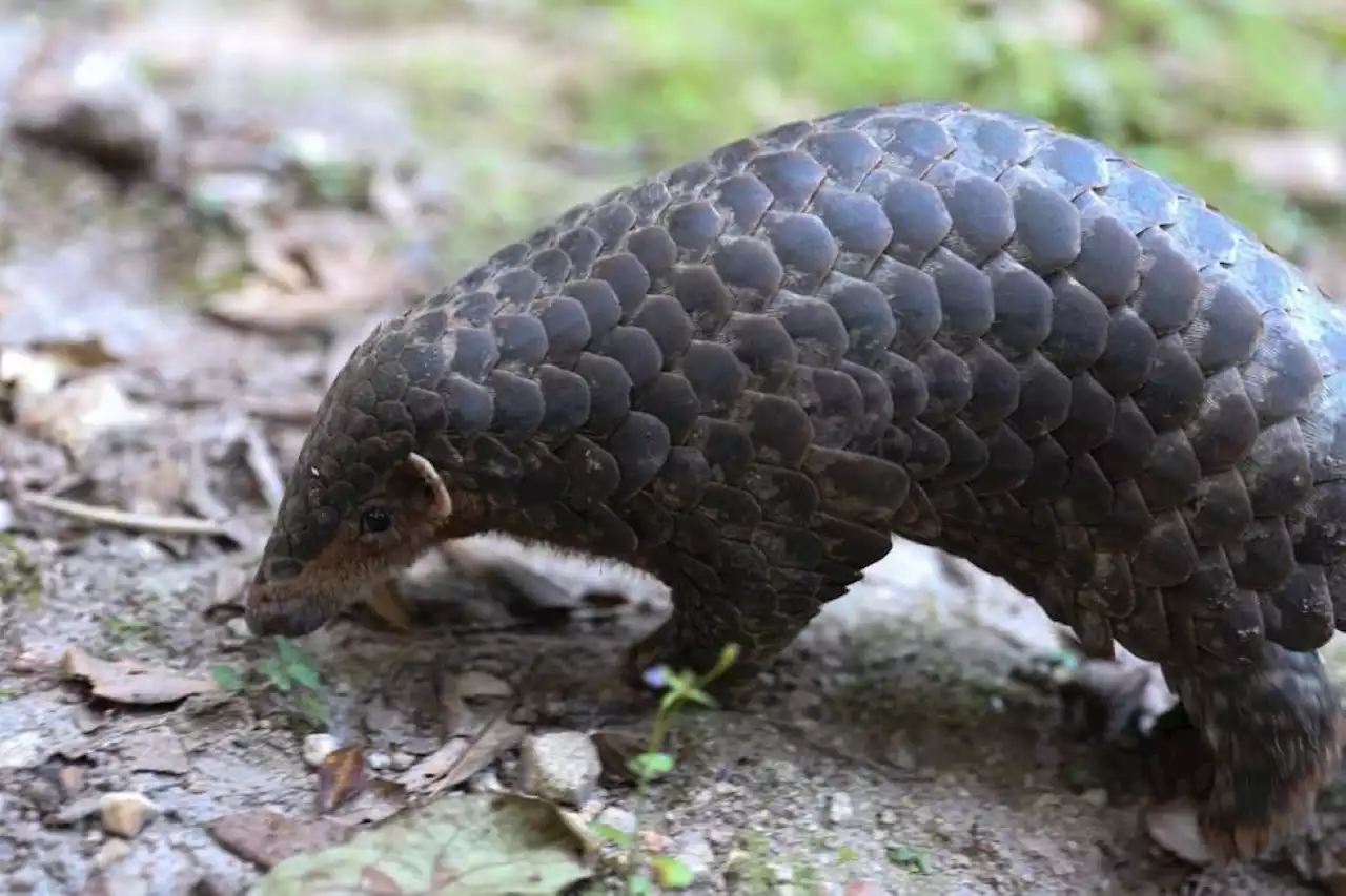 Scientists uncover a scaly surprise with new pangolin species