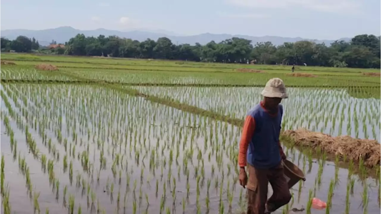 Hari Tani Nasional: Petani Harus Dijamin Untung, Ini Harapannya