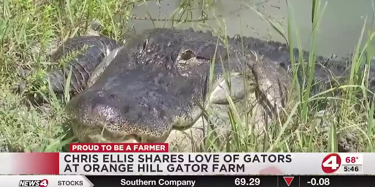 Chris Ellis shares love of gators at Orange Hill Gator Farm