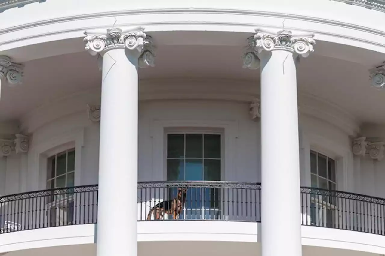 Un cane di Biden morde un altro agente del Secret Service - Ultima ora