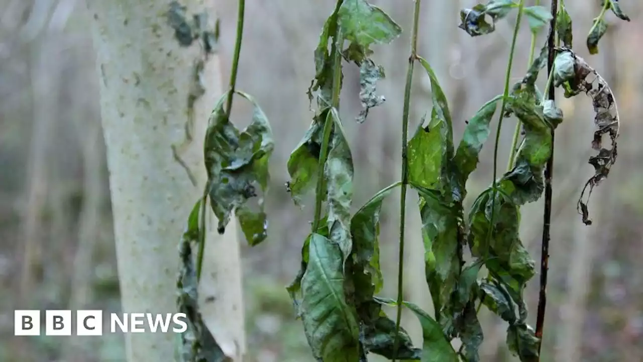 Park trees to be felled in fight against ash dieback spread