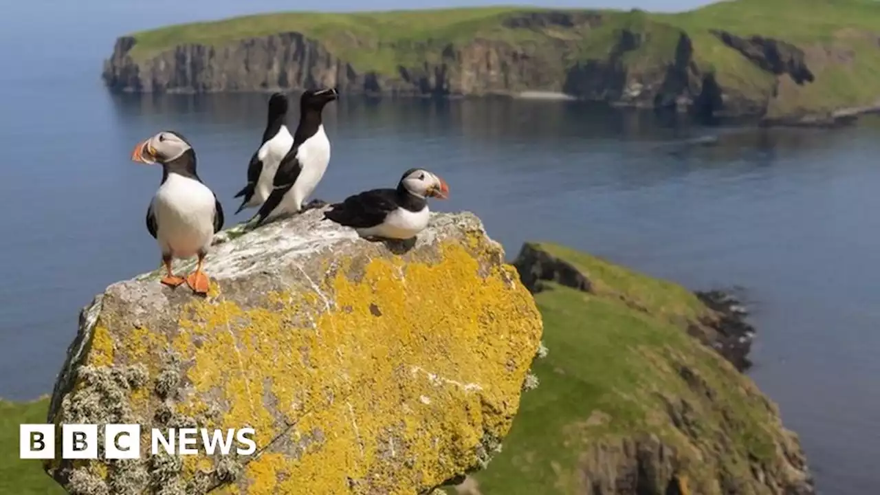 Scottish seabird numbers decline a 'wake-up call'